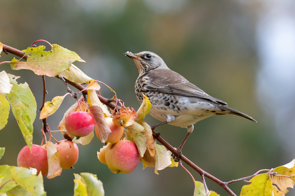 Vtáky na záhrade – ako sa ich zbaviť?
